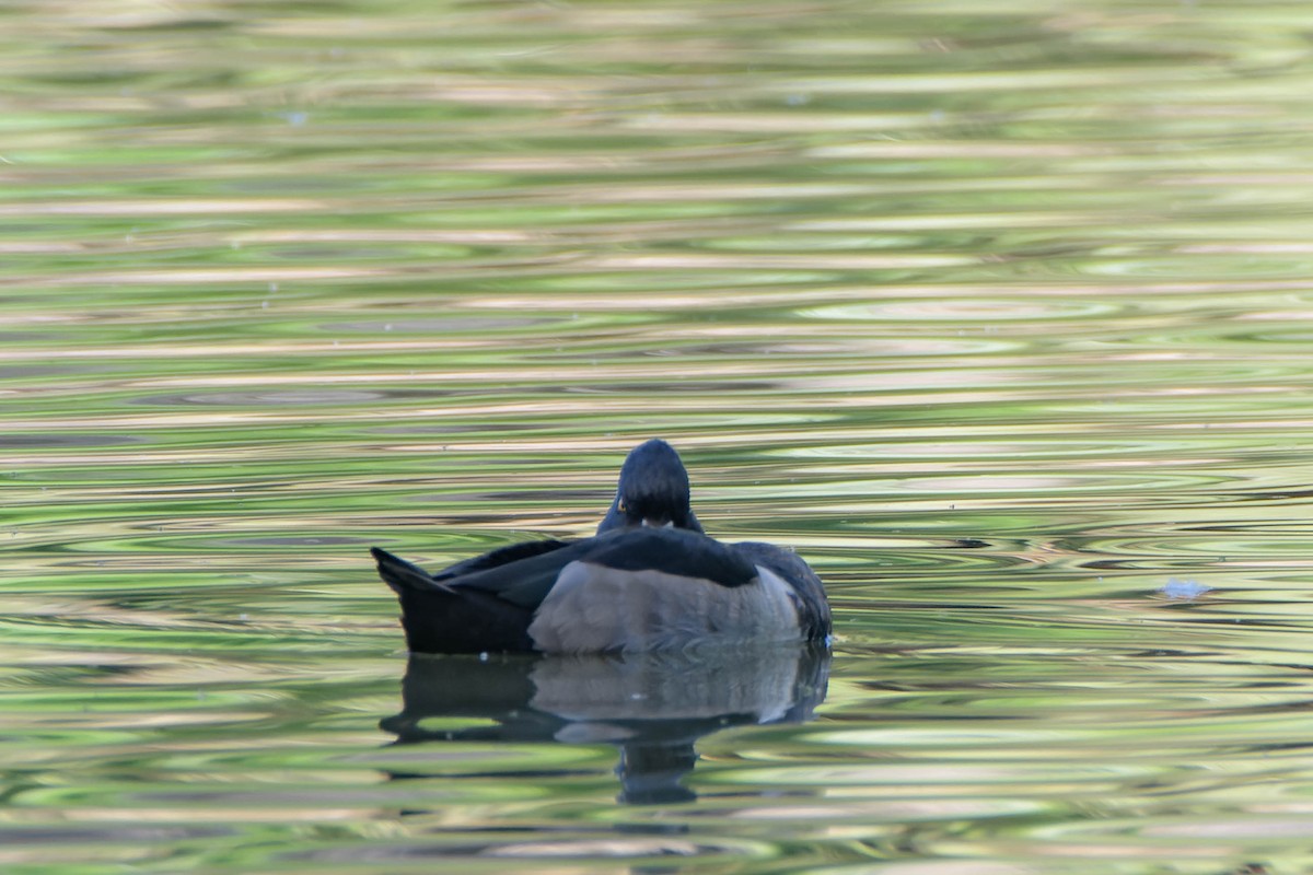 Porrón Acollarado - ML625463288