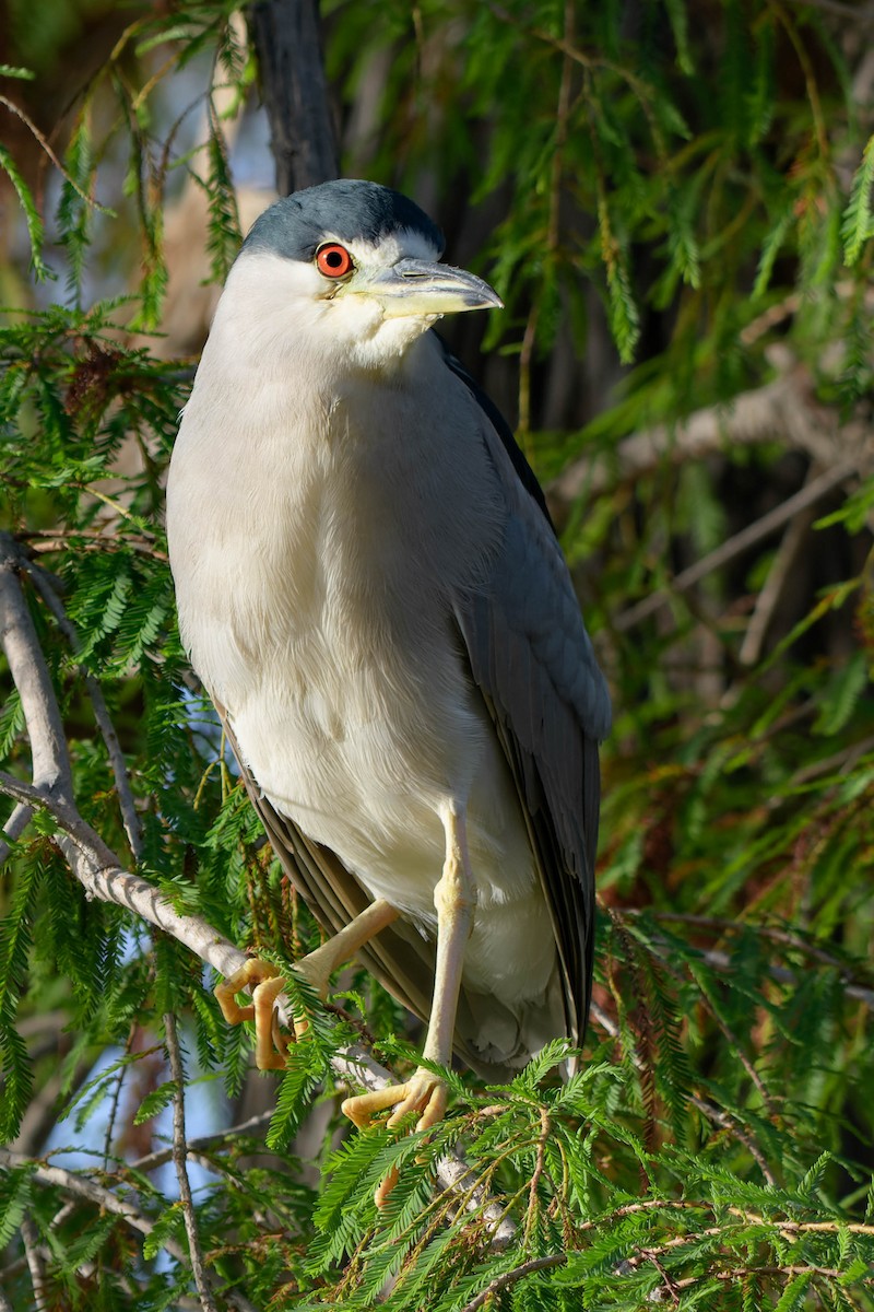 Martinete Común - ML625463335