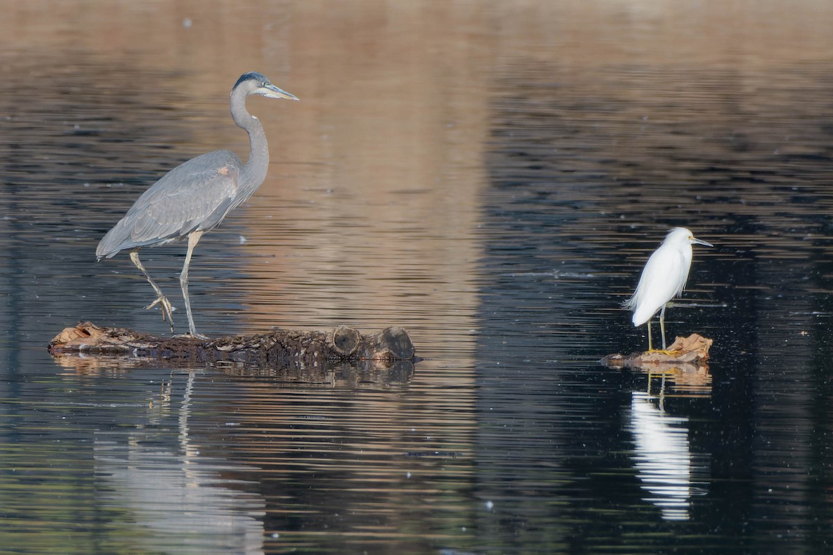 Garza Azulada - ML625463364