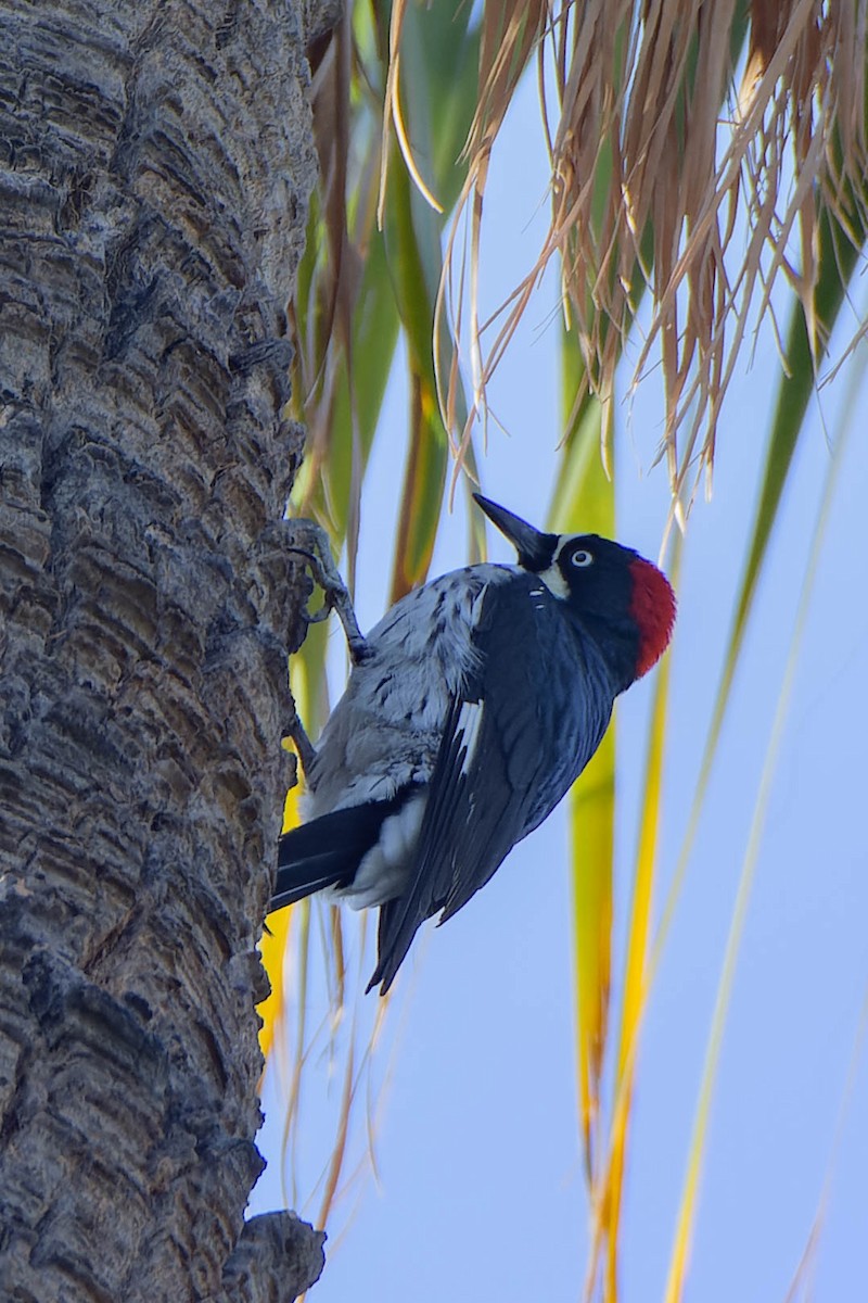 Carpintero Bellotero - ML625463367