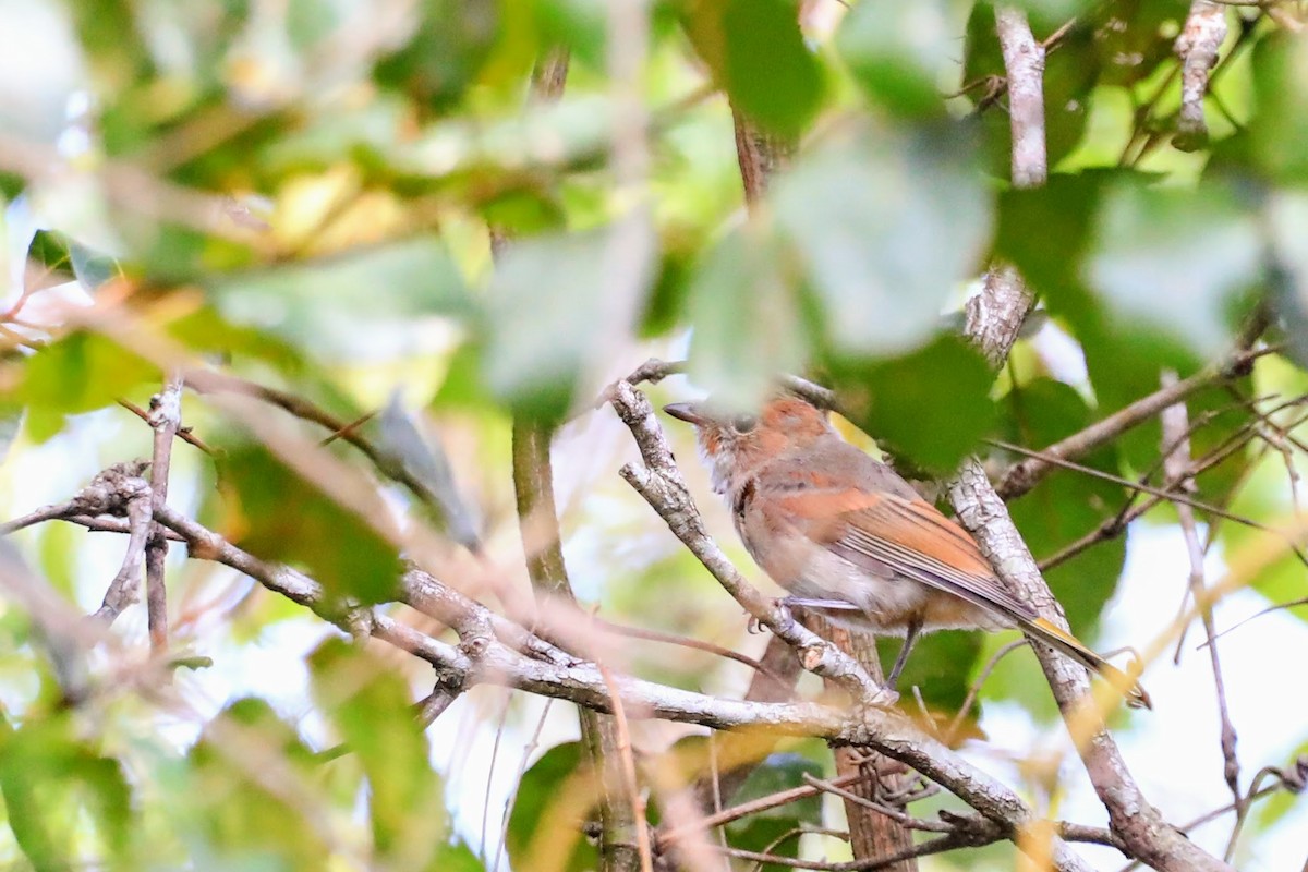 Golden Whistler (Eastern) - ML625463371