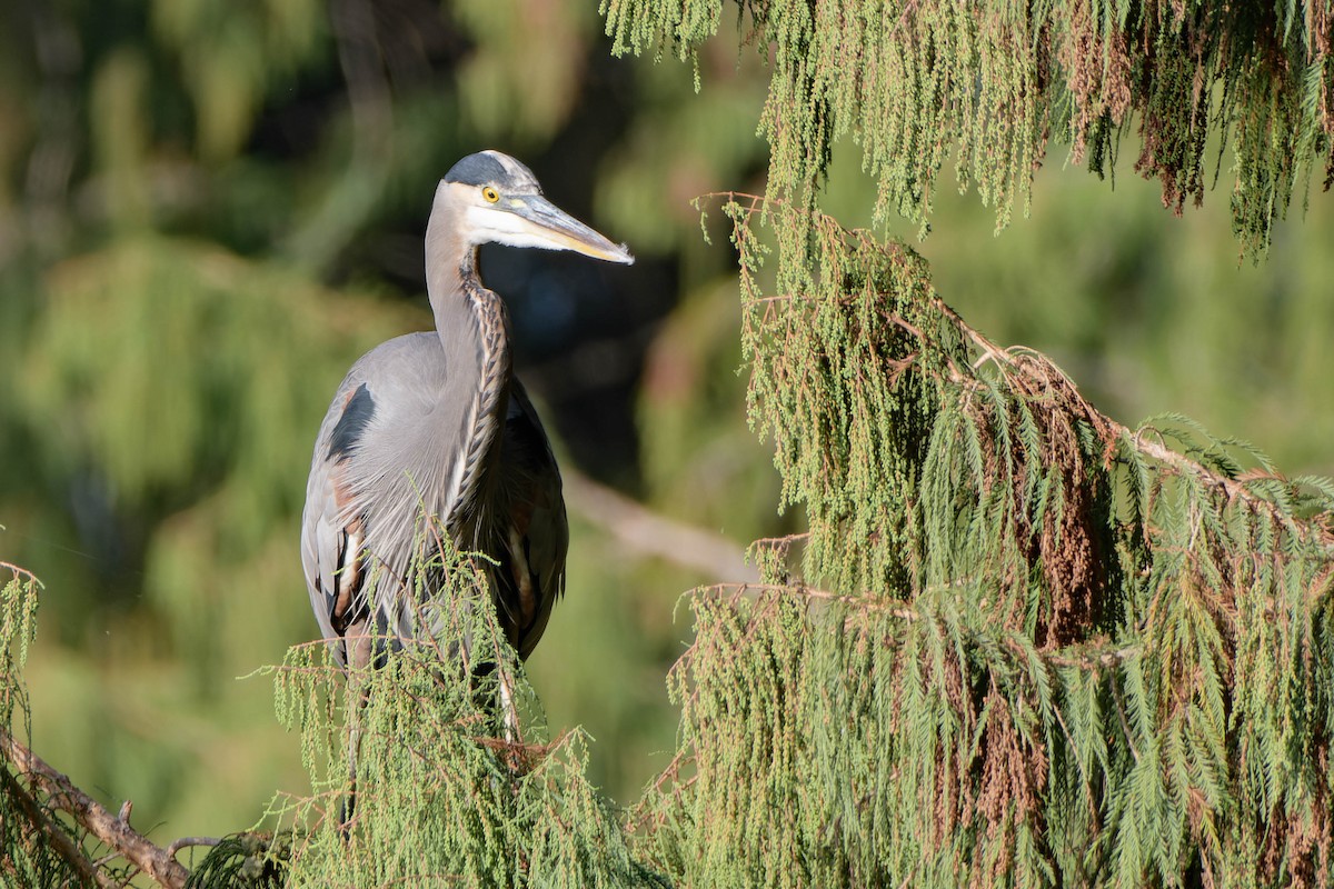 Garza Azulada - ML625463381