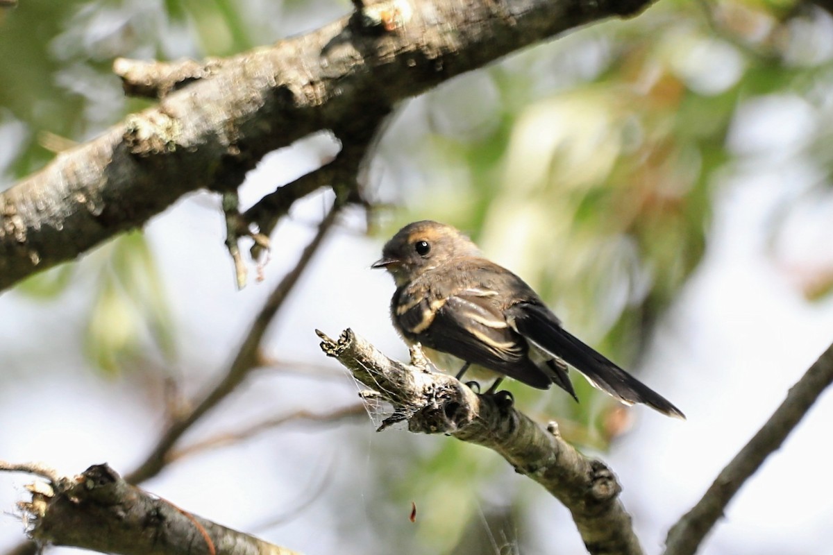 Gray Fantail - ML625463412