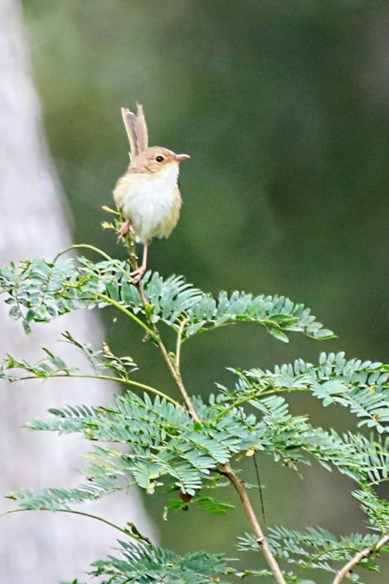 Red-backed Fairywren - ML625463444