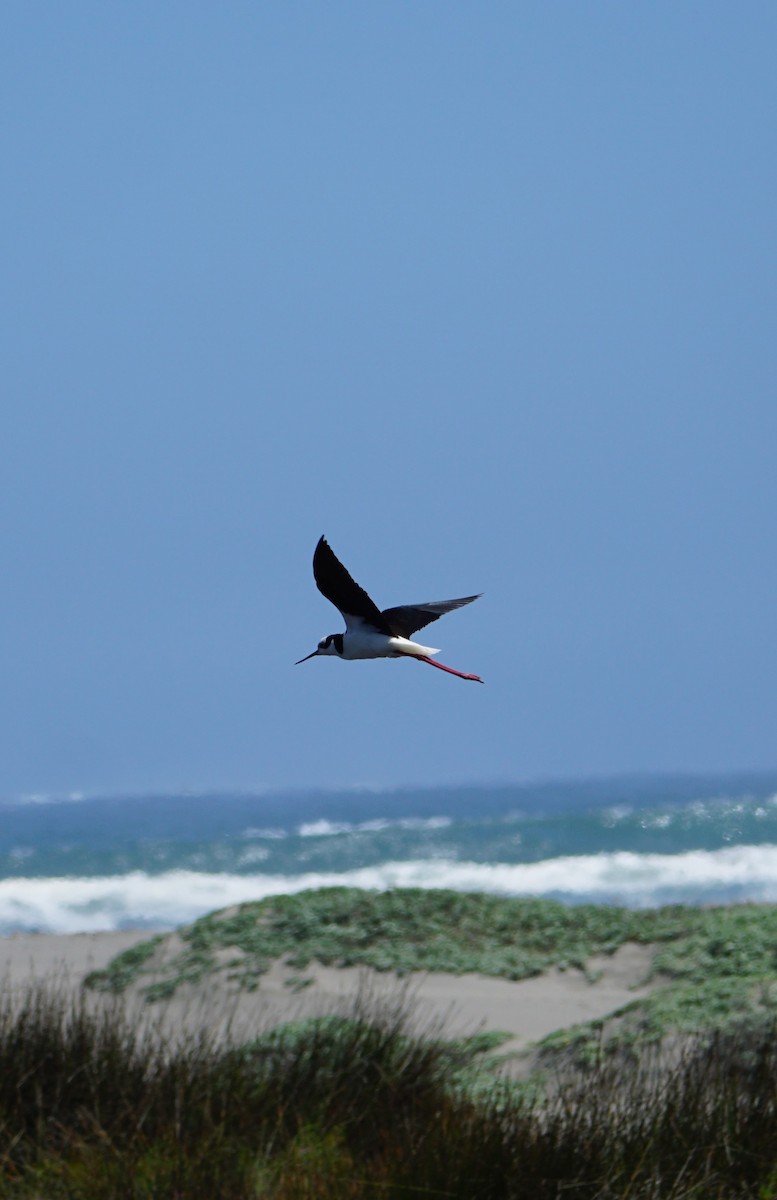 Black-necked Stilt - ML625463477