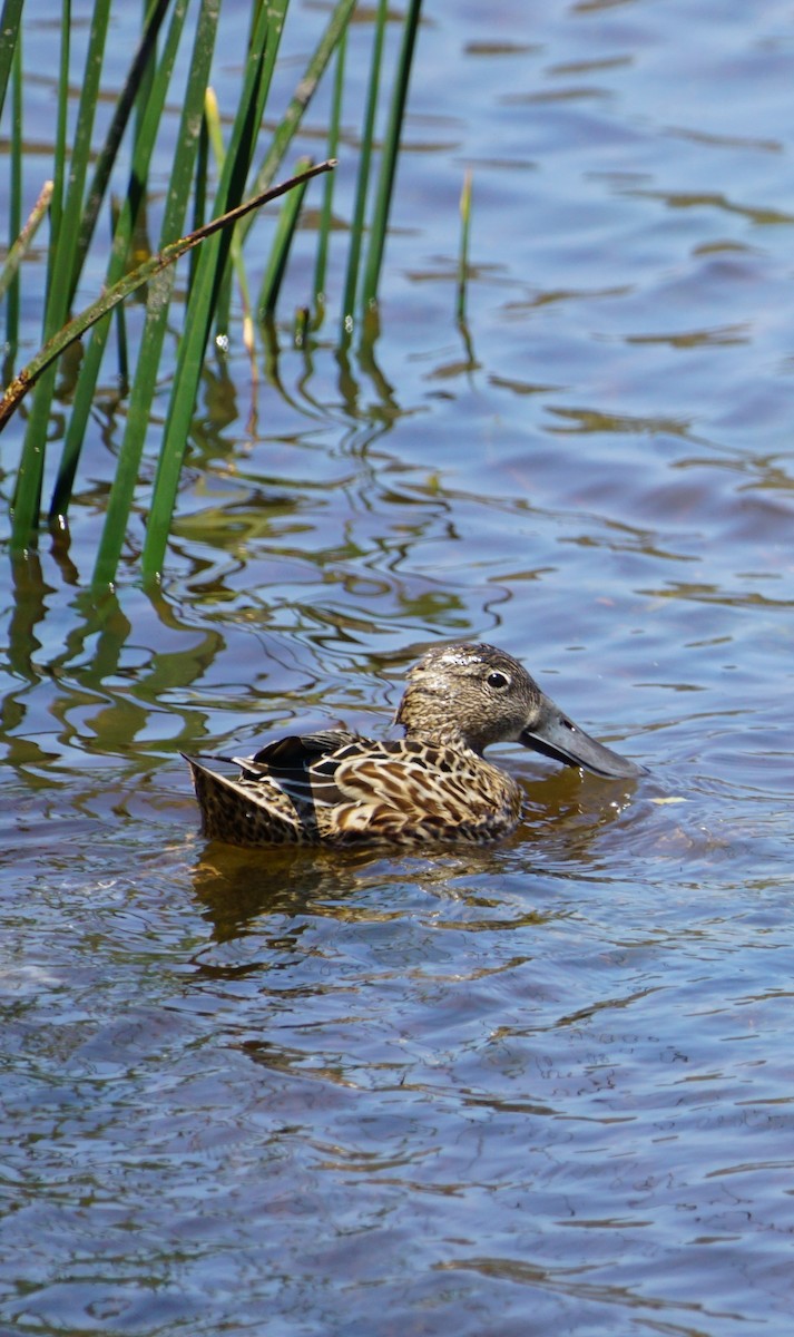 Red Shoveler - ML625463493