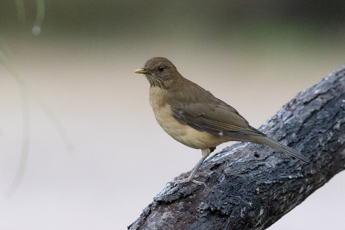 Clay-colored Thrush - ML625463519