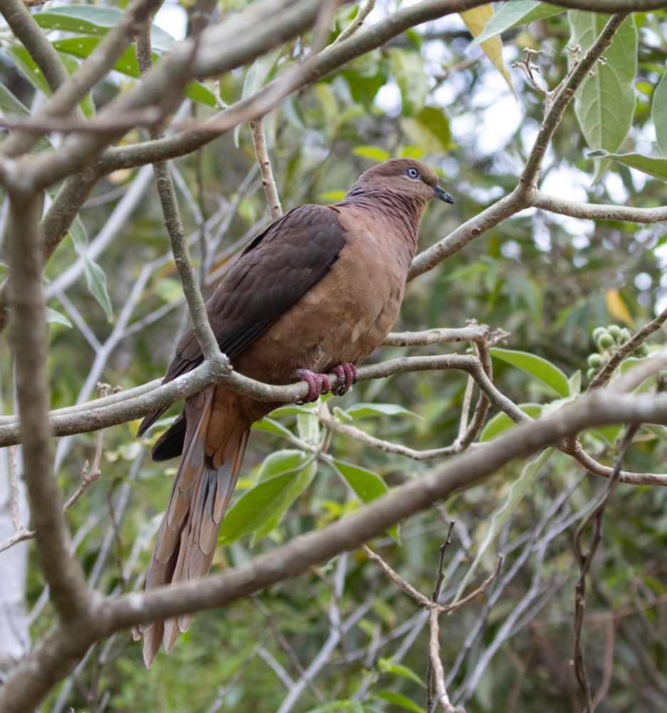 Brown Cuckoo-Dove - ML625463592