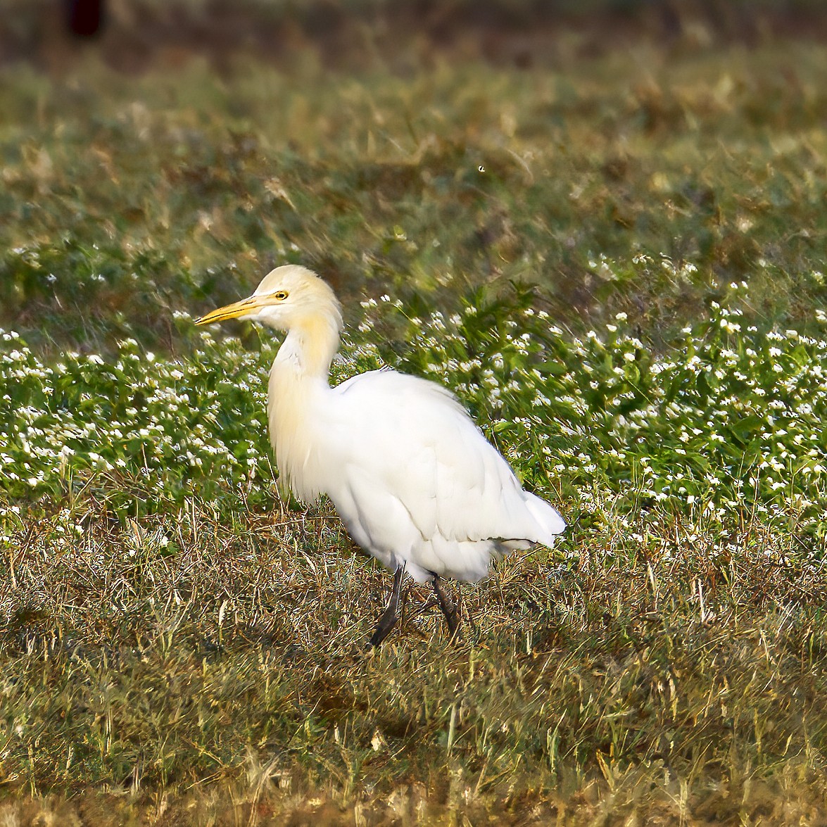 アマサギ - ML625463609