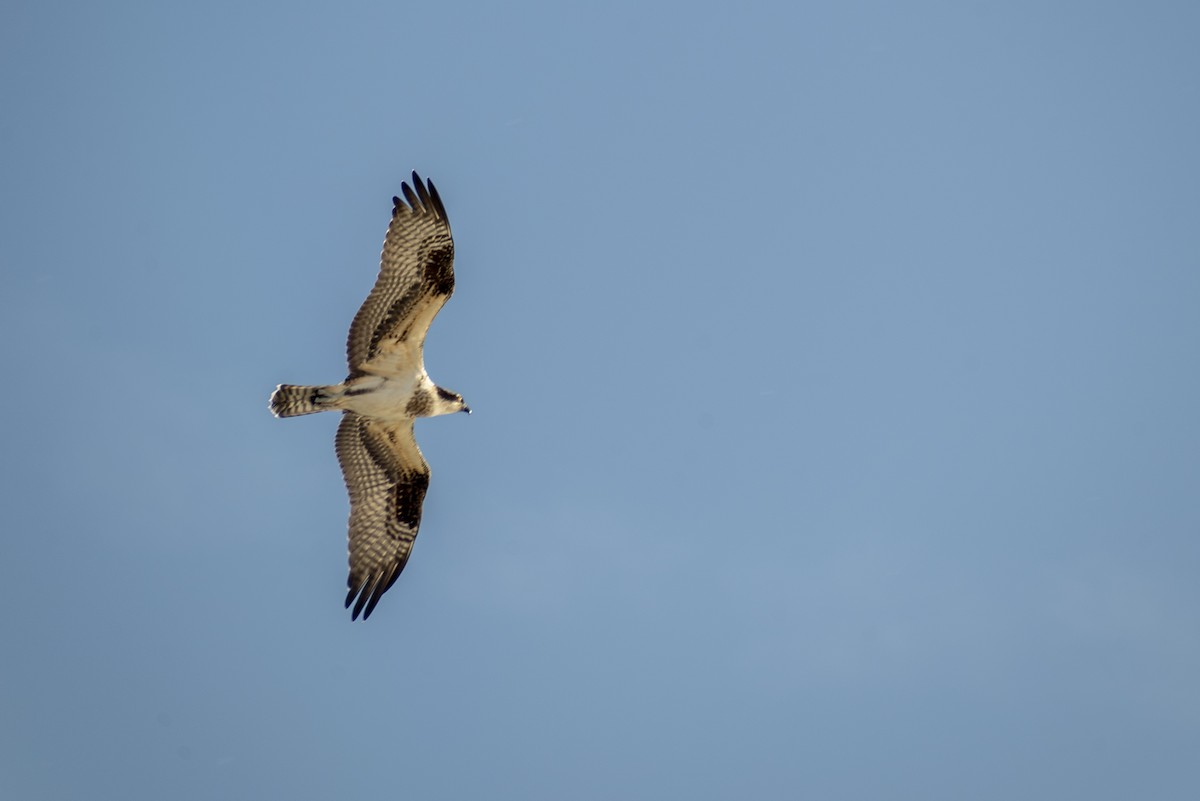 Osprey - ML625463640