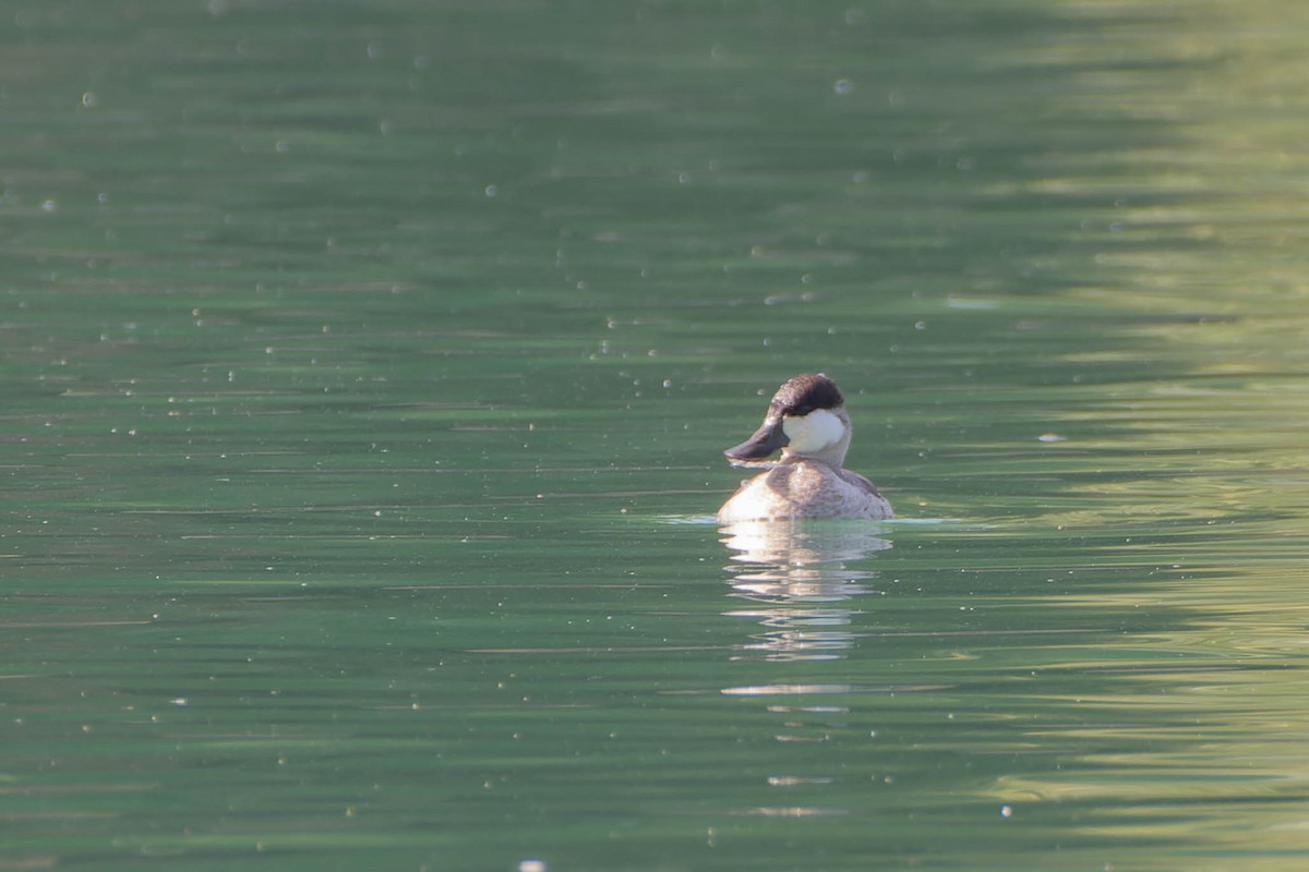 Ruddy Duck - ML625463651