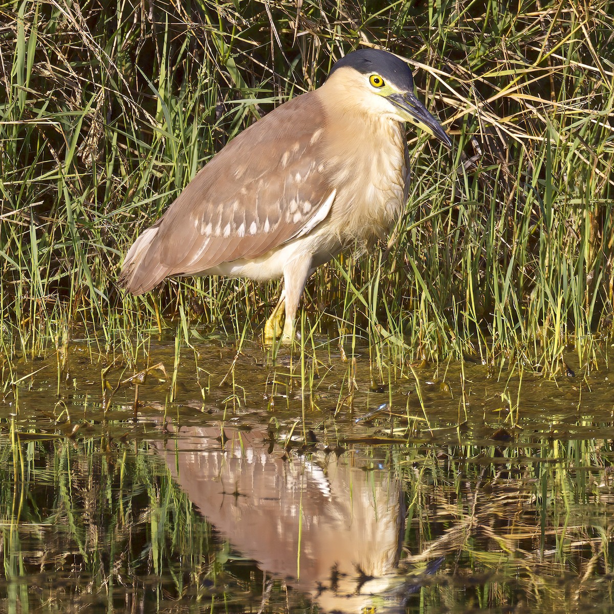 ハシブトゴイ - ML625463680