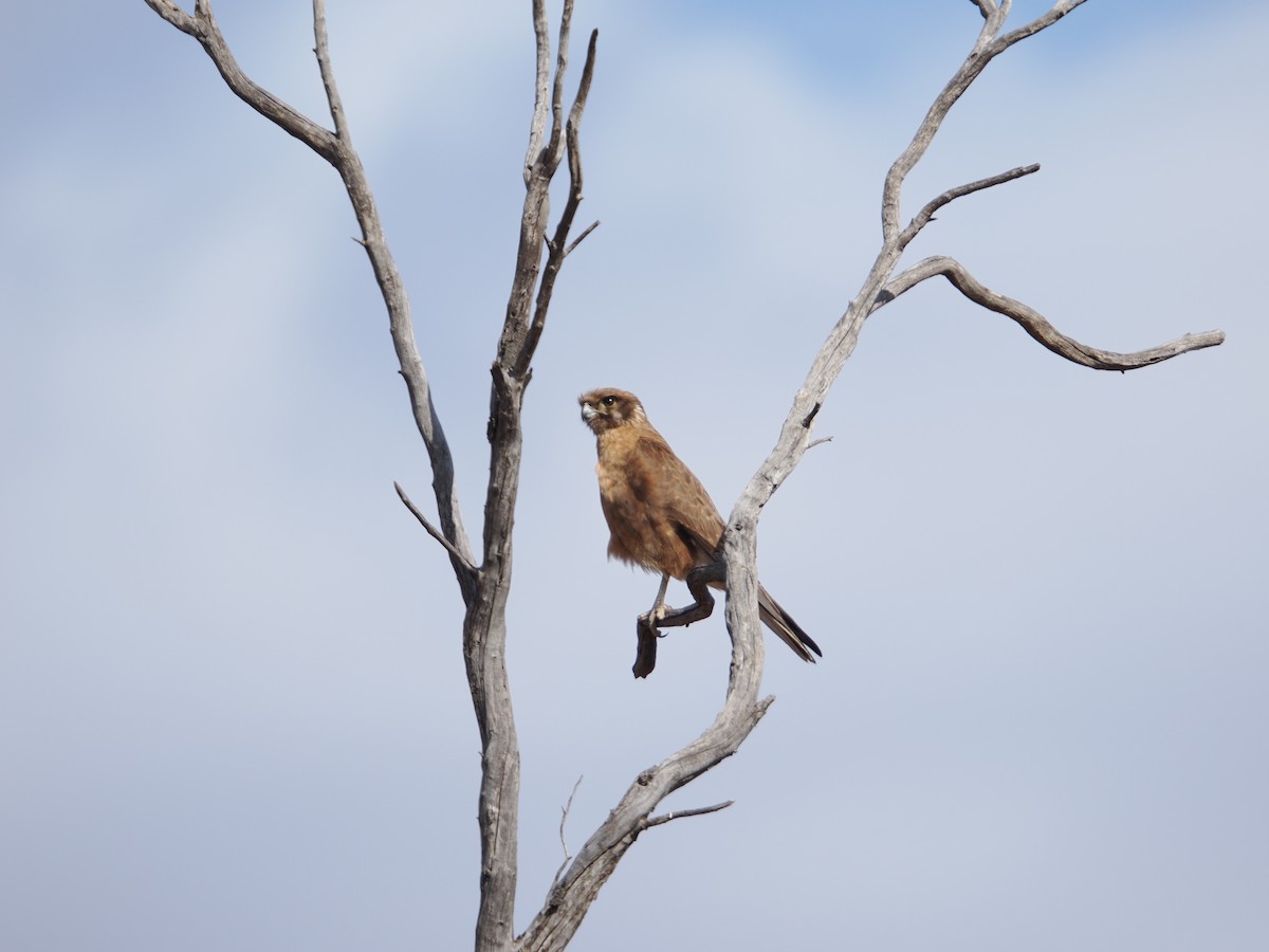 Brown Falcon - ML625463940