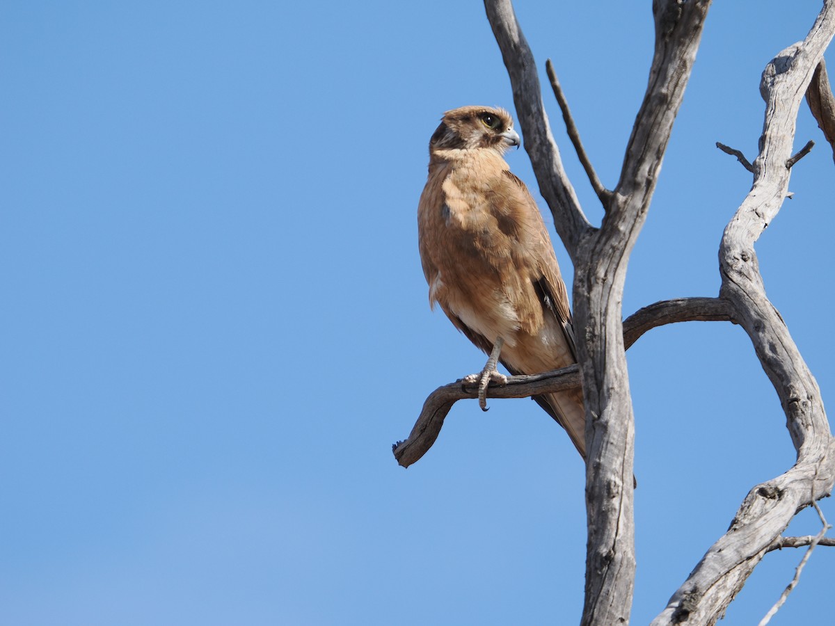 Brown Falcon - ML625463941