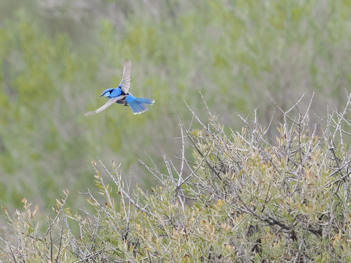 Splendid Fairywren - ML625463950