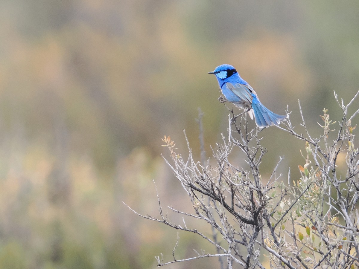 Splendid Fairywren - ML625463951