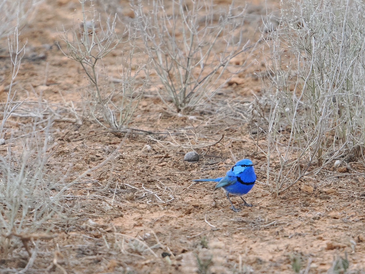 Splendid Fairywren - ML625463952