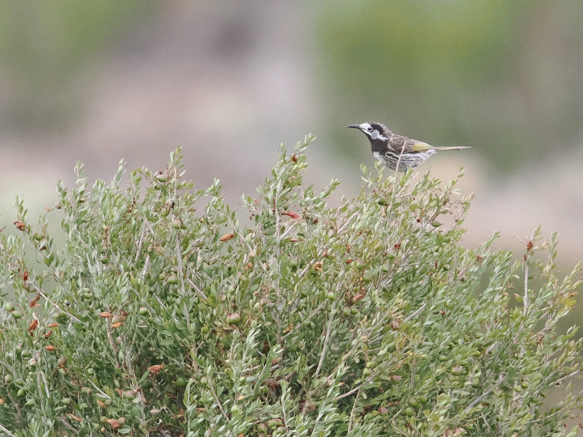 White-fronted Honeyeater - ML625463973