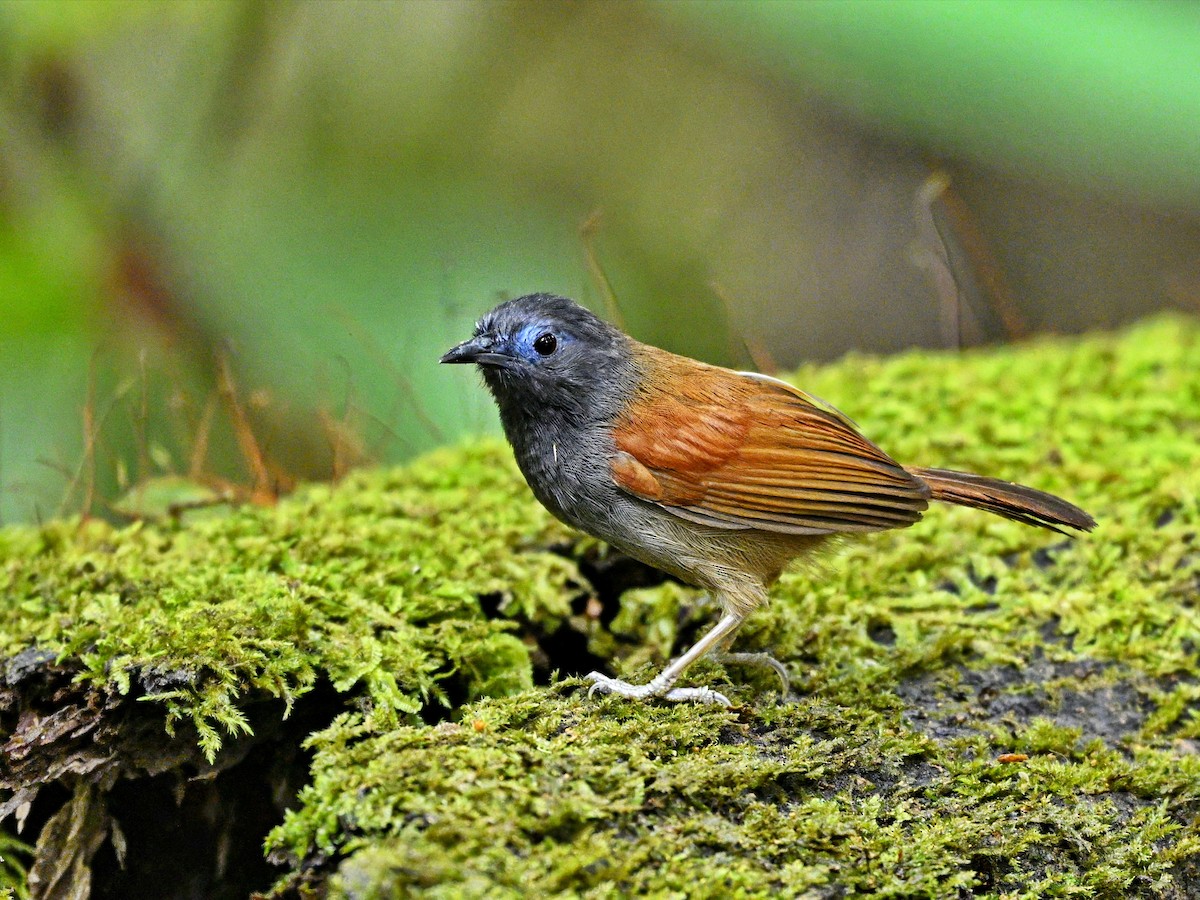 Gray-hooded Babbler - ML625463989