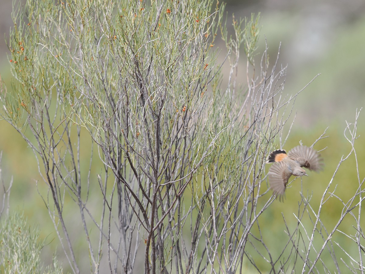 Chestnut-rumped Thornbill - ML625463994