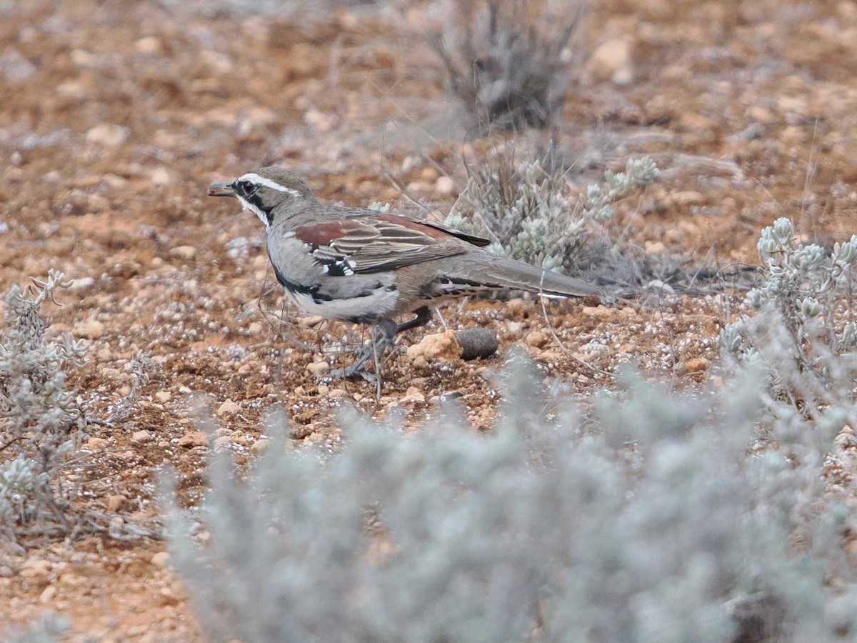 Chestnut Quail-thrush - ML625464006