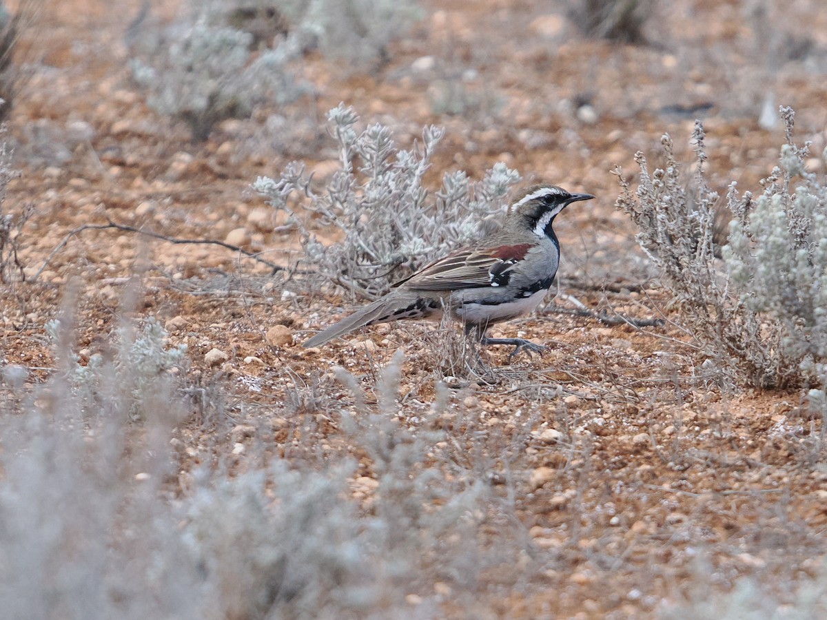 Chestnut Quail-thrush - ML625464007