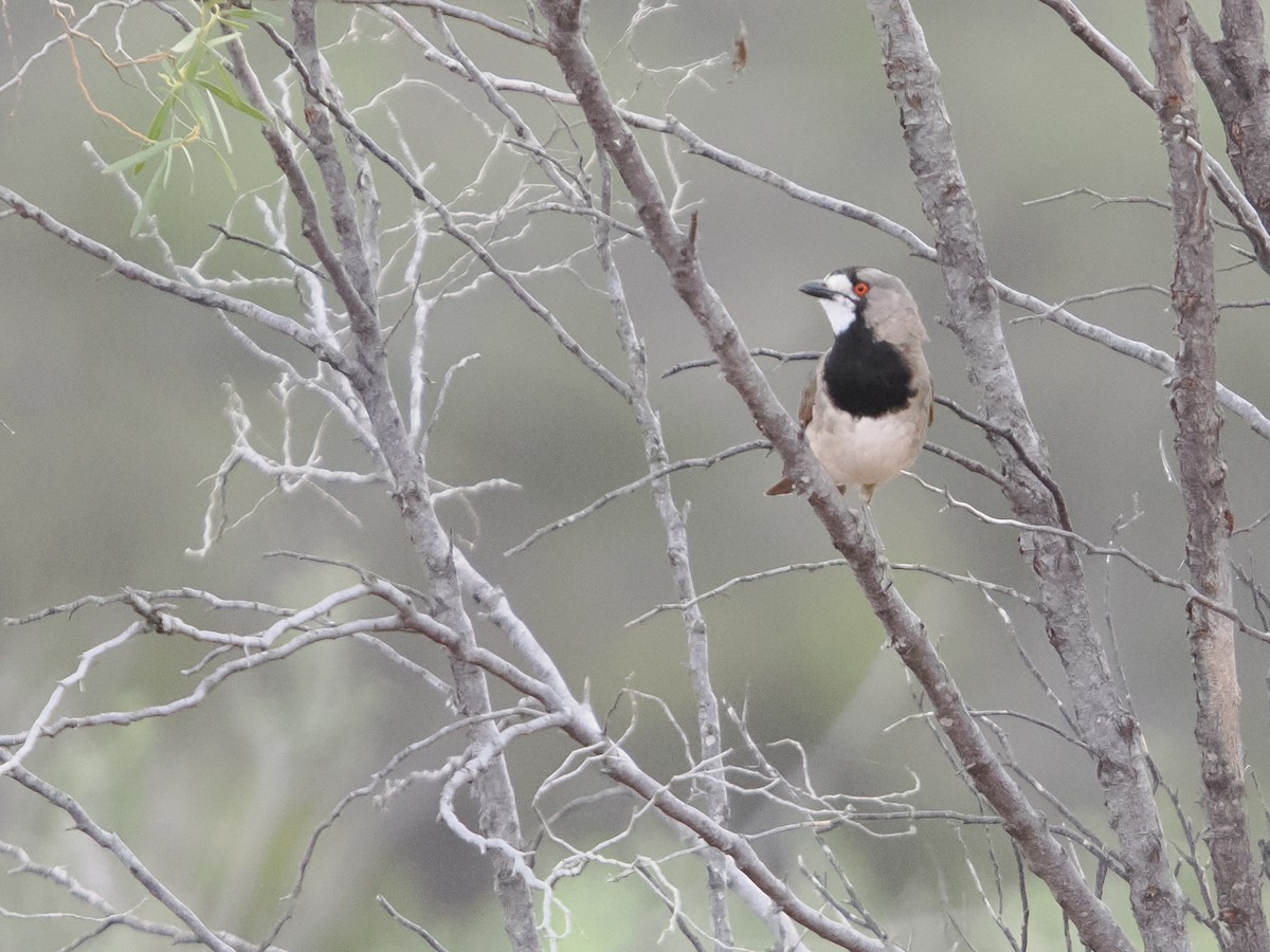 Crested Bellbird - ML625464026