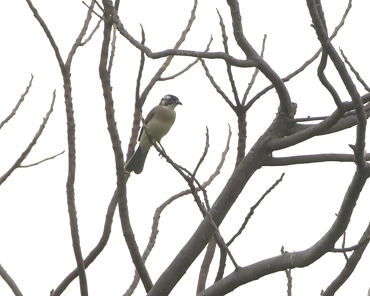 Light-vented Bulbul - ML625464034