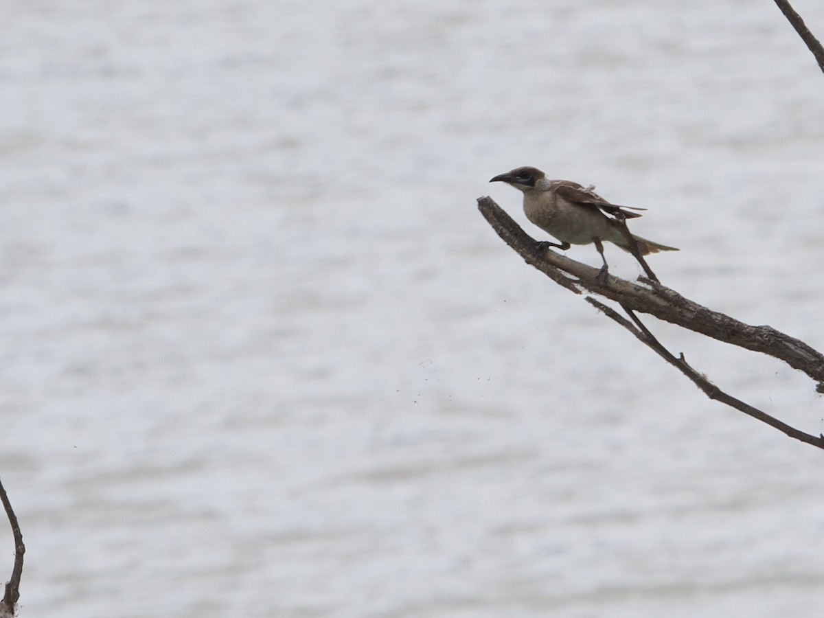 Little Friarbird - ML625464137