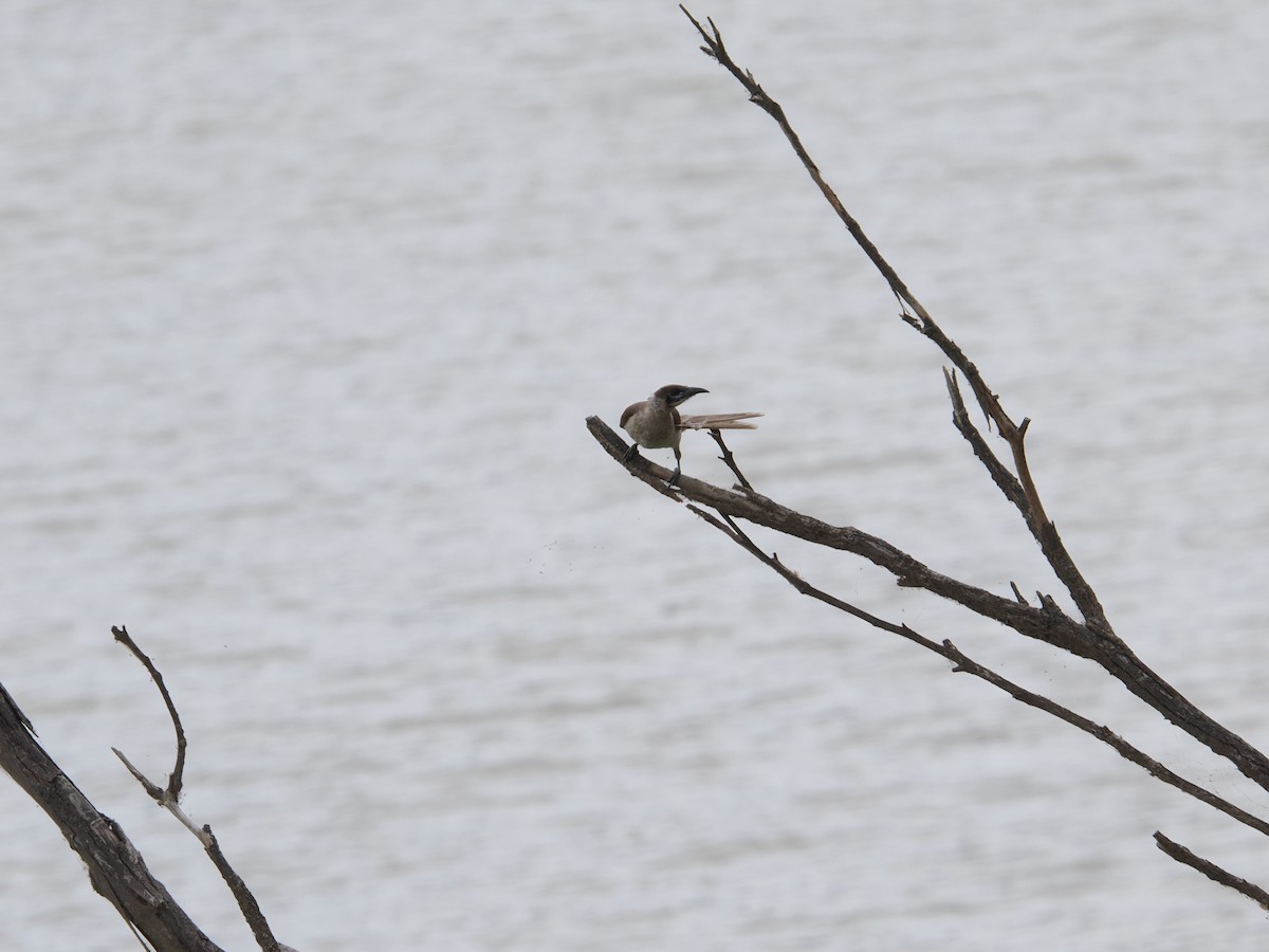 Little Friarbird - ML625464138