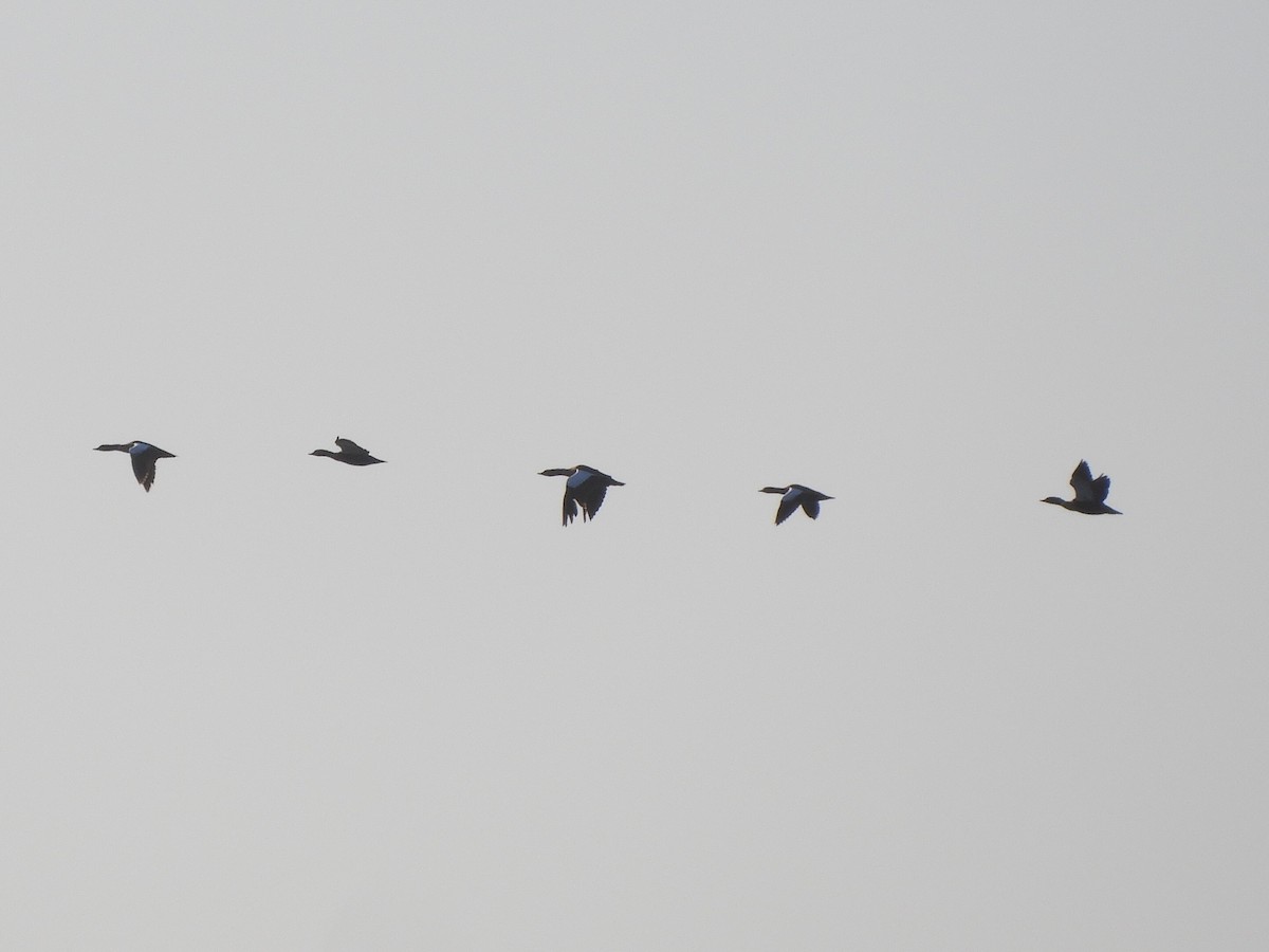 Australian Shelduck - Charles Silveira