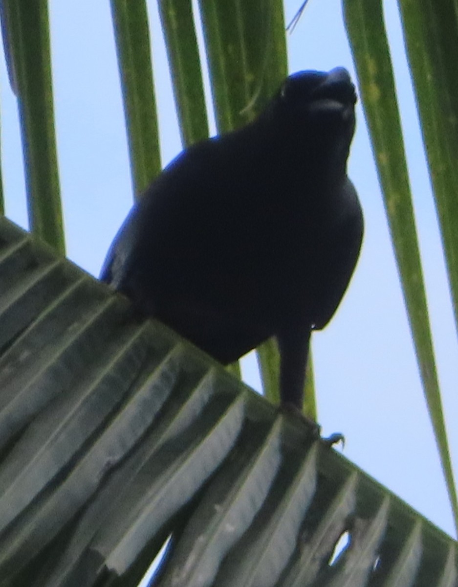 Palawan Crow - ML625464196