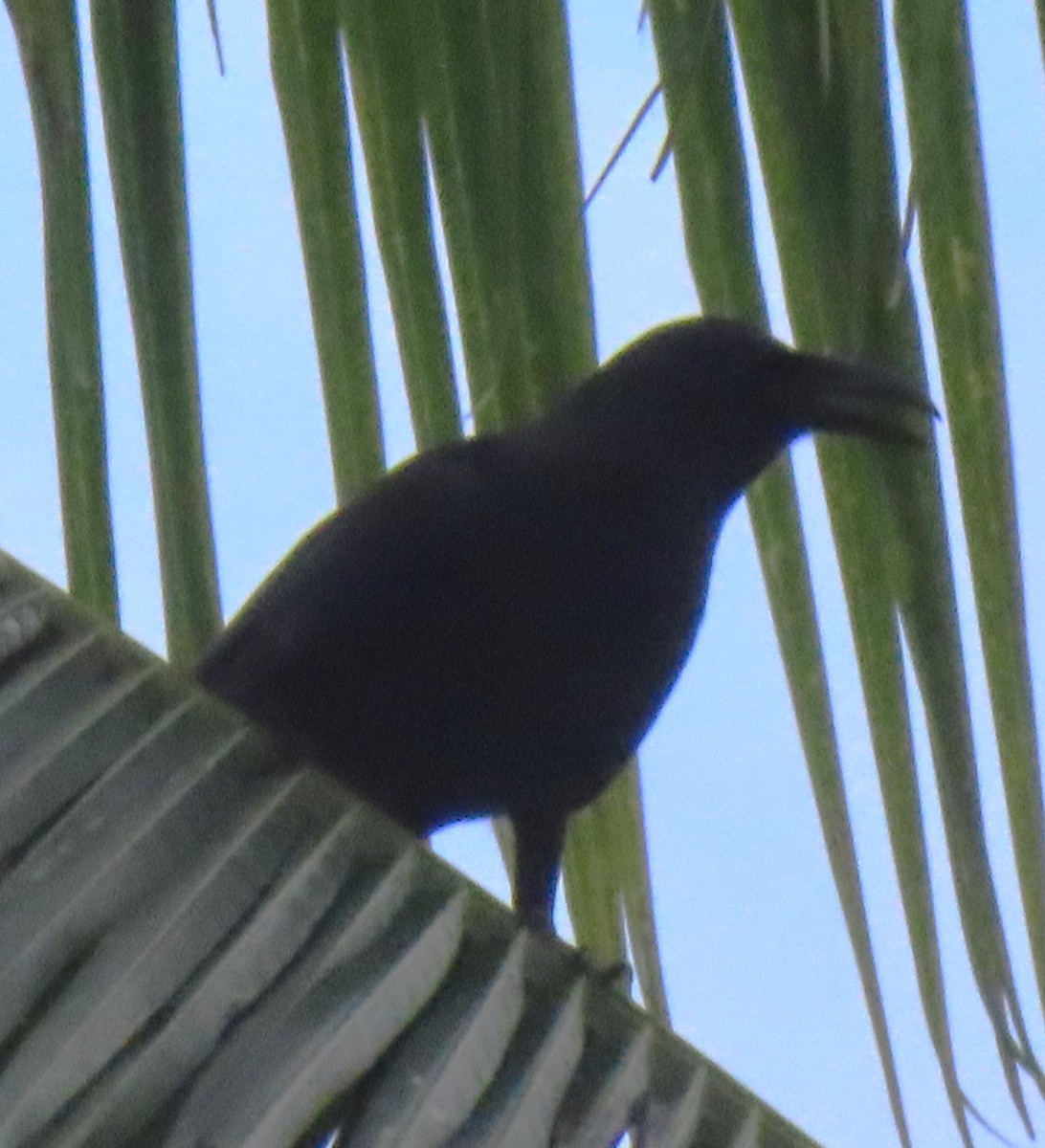Palawan Crow - ML625464197