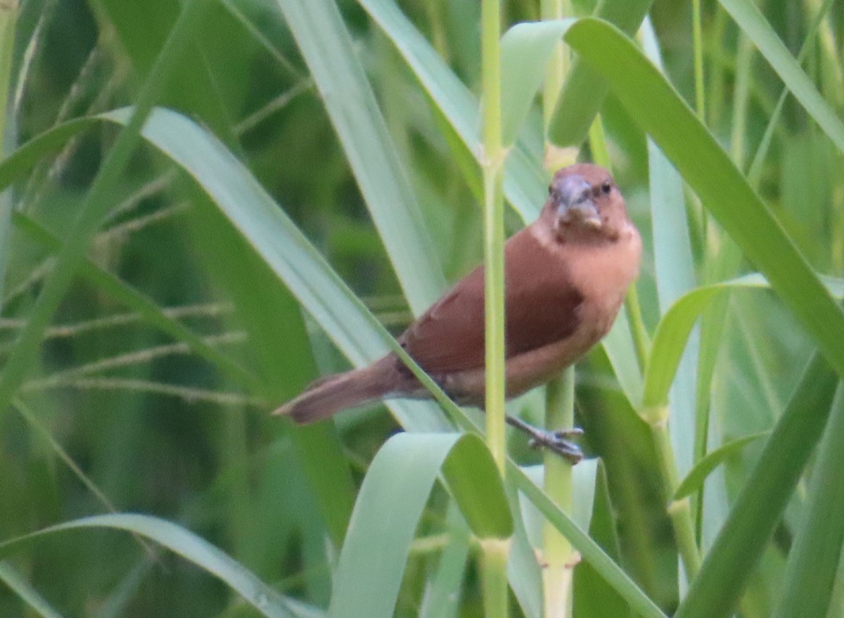 Chestnut Munia - Fritz Leip