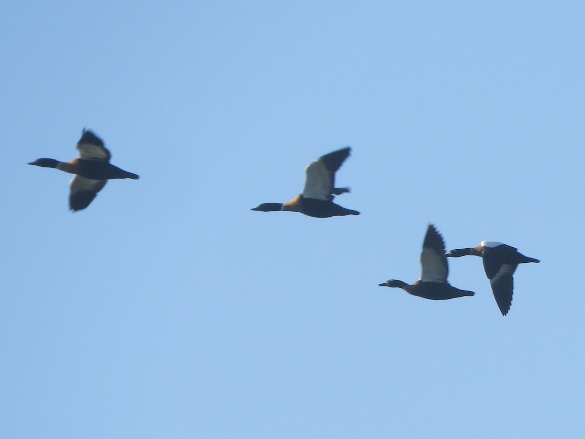 Australian Shelduck - ML625464215