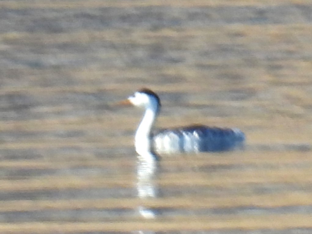 Clark's Grebe - ML625464249