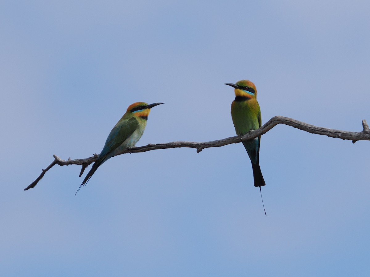 Rainbow Bee-eater - ML625464368