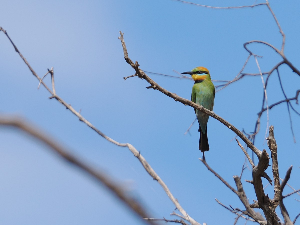 Rainbow Bee-eater - ML625464369