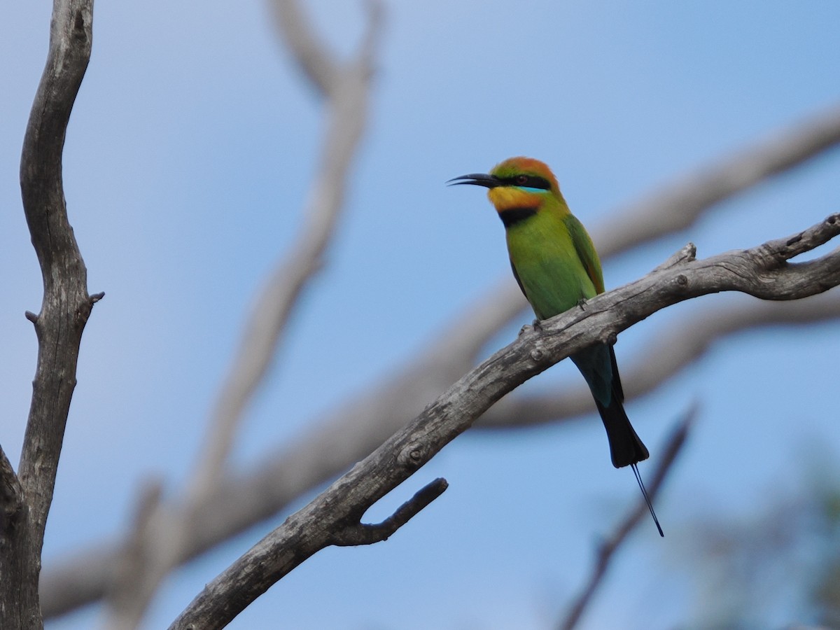 Rainbow Bee-eater - ML625464370