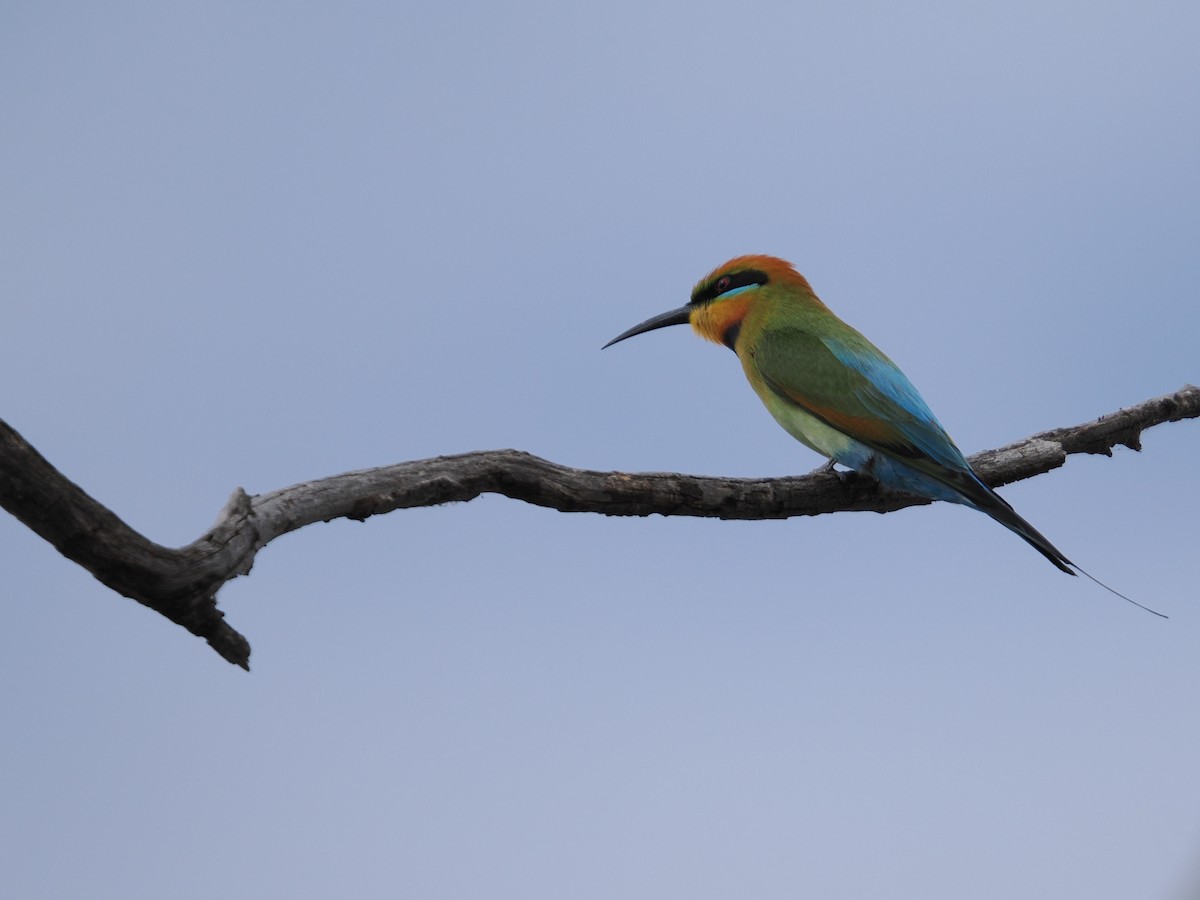 Rainbow Bee-eater - ML625464371