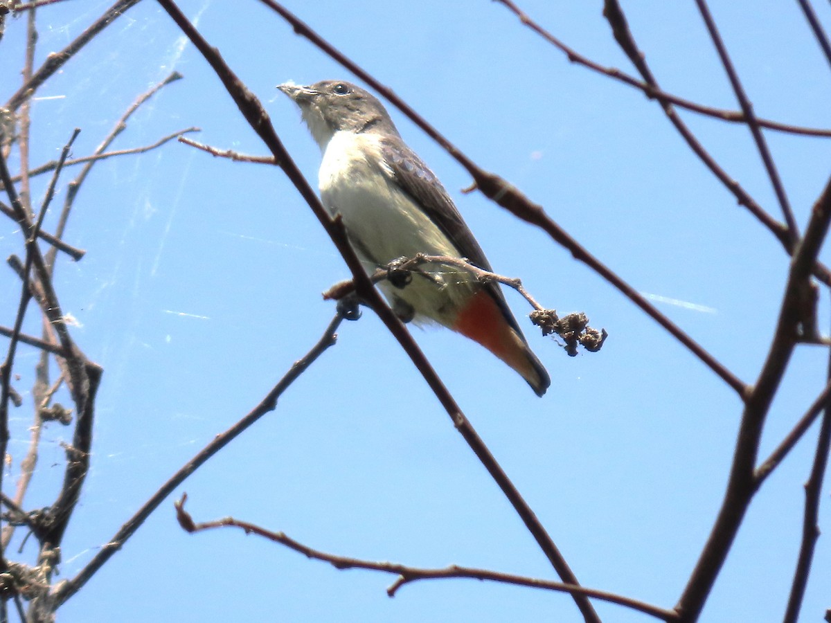 Mistletoebird - ML625464417