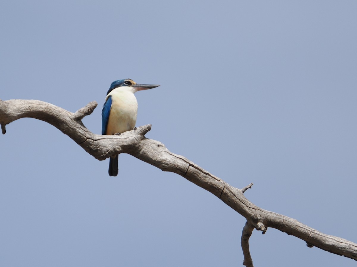 Sacred Kingfisher - ML625464437