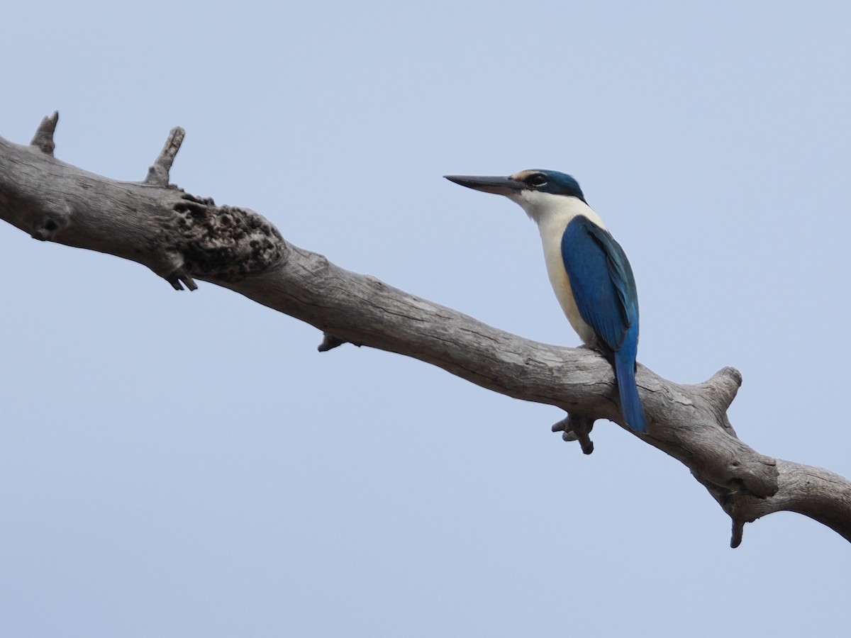 Sacred Kingfisher - ML625464438