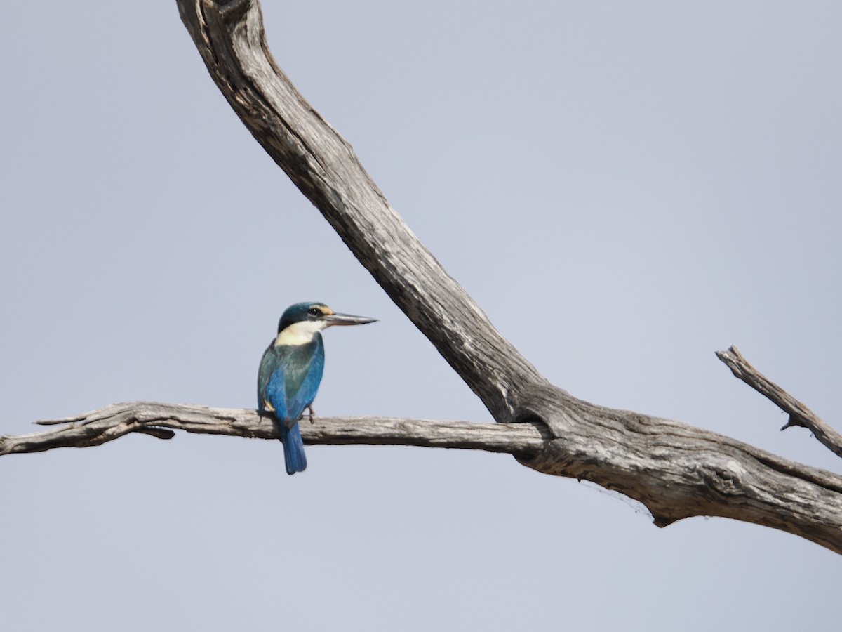 Sacred Kingfisher - ML625464439