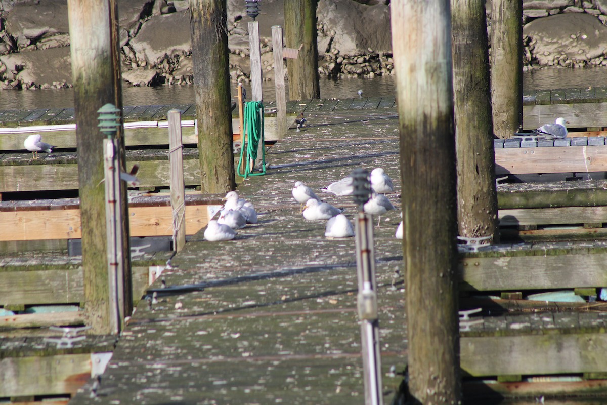 Common Gull (Kamchatka) - ML625464452