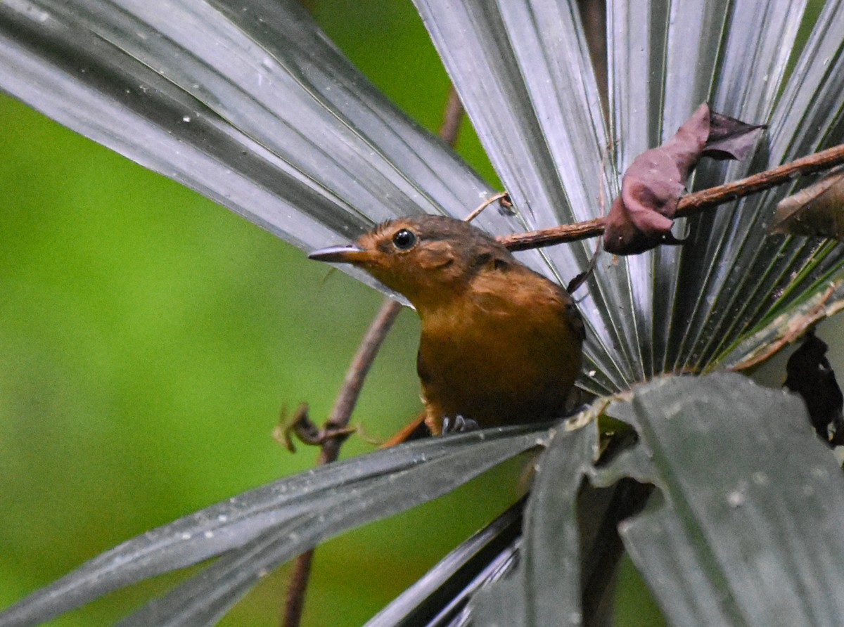 Dusky Antbird (tyrannina/crepera) - ML625464603