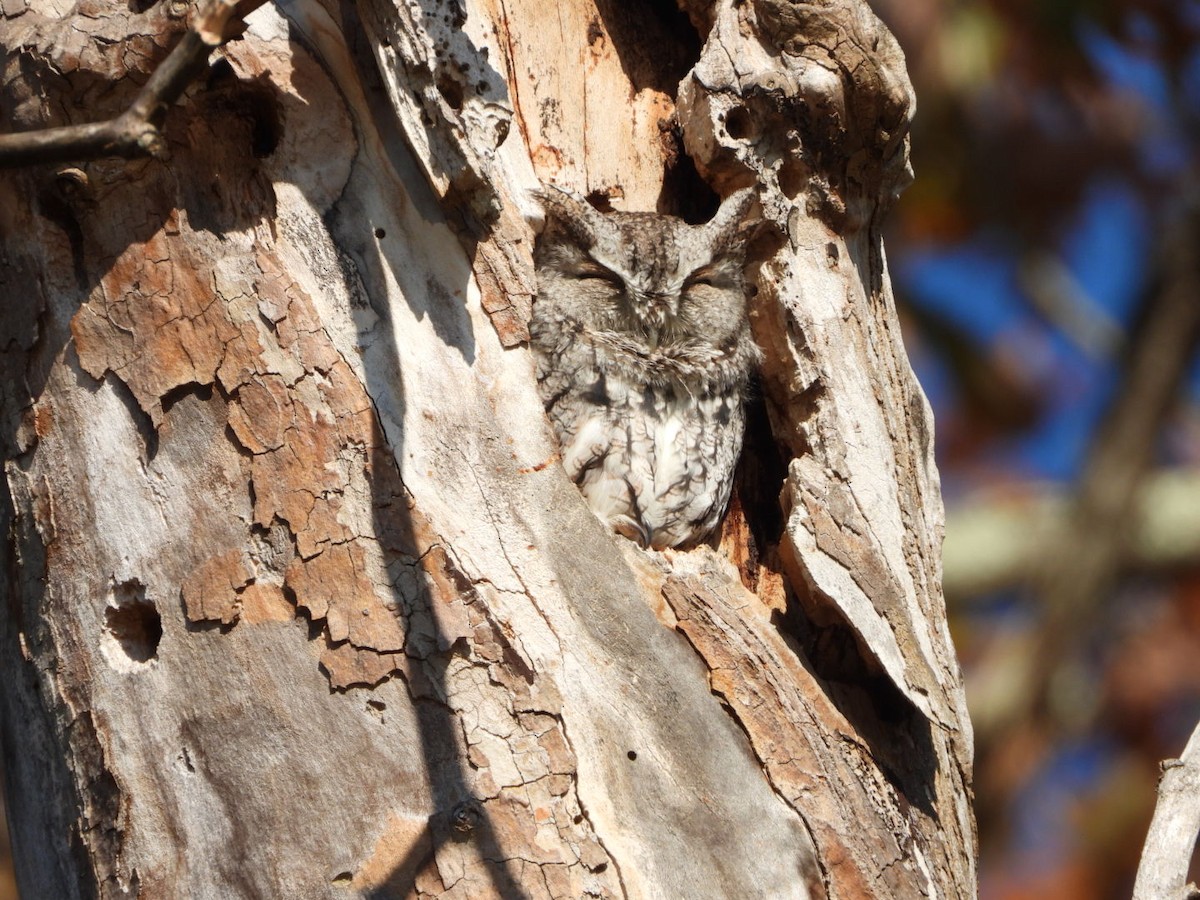 Eastern Screech-Owl - ML625464854