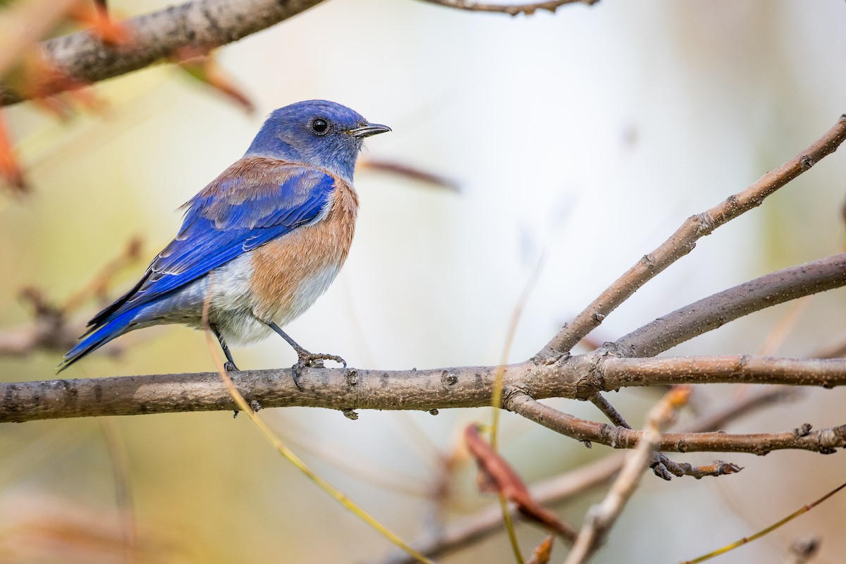 Western Bluebird - ML625465026