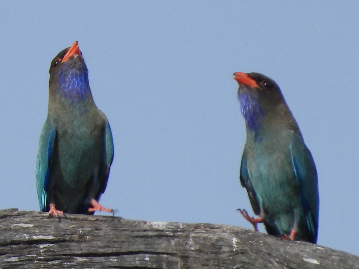 Dollarbird - ML625465032