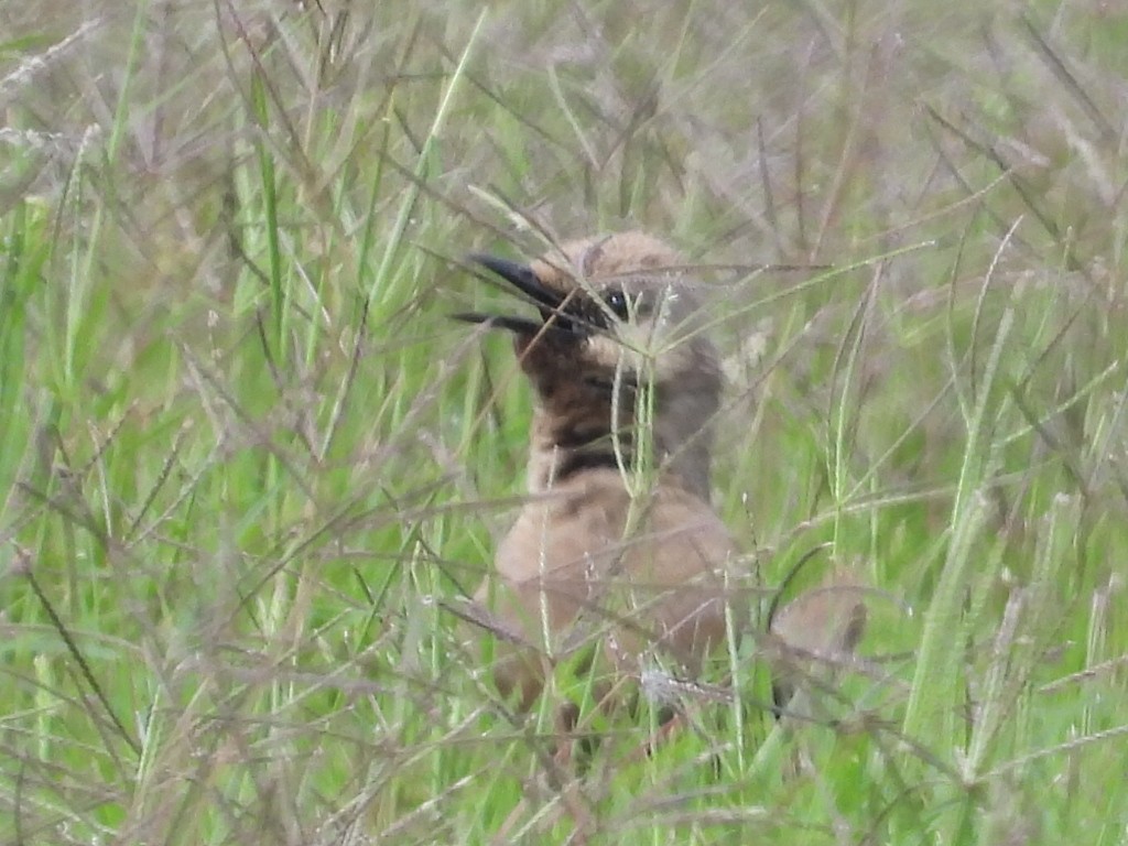 Brown Songlark - ML625465097